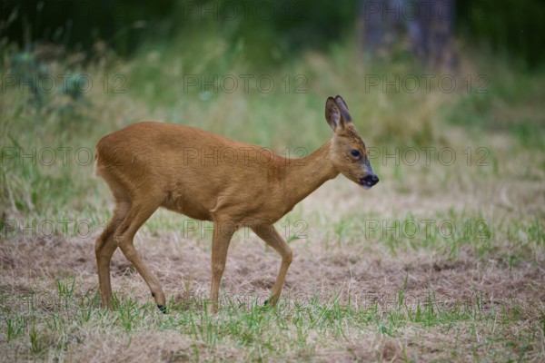 A deer moves thoughtfully through a green meadow, European deer (Capreolus capreolus), summer, Hesse, Germany