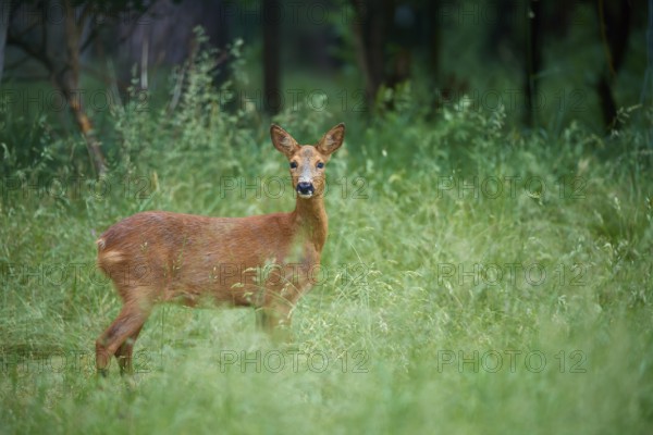 Deer standing in a green wooded area and looking intently at the camera, European deer (Capreolus capreolus), Hesse, Germany