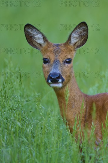 Deer in a green field, curious and with open ears, European deer (Capreolus capreolus), Hesse, Germany