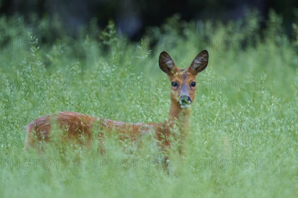 Deer standing curiously in the tall grass of a green forest, European deer (Capreolus capreolus), Hesse, Germany
