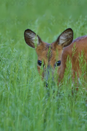 Deer partly hides in tall grass and looks out curiously, European deer (Capreolus capreolus), Hesse, Germany