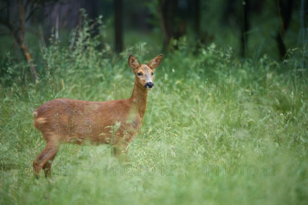 Deer standing alert in the thick green of a wooded area, European deer (Capreolus capreolus), Hesse, Germany