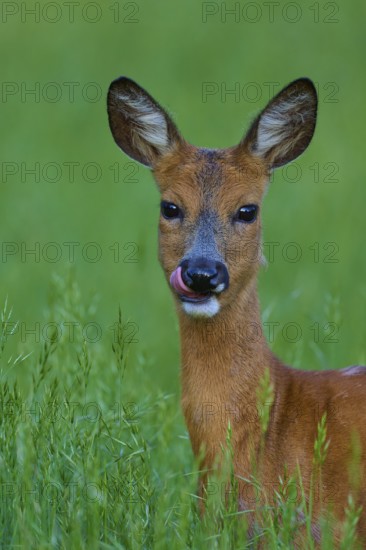 Deer licking its lips in a green field, alert, European deer (Capreolus capreolus), Hesse, Germany