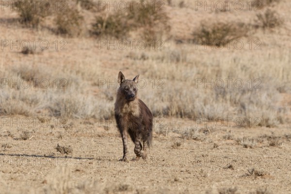 Brown hyena (Parahyaena brunnea), adult walking in dry grassland, facing camera, Kgalagadi Transfrontier Park, Northern Cape, South Africa