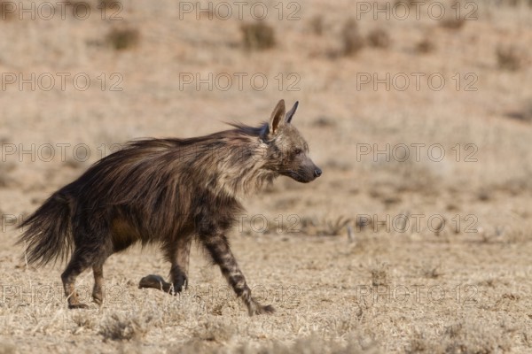 Brown hyena (Parahyaena brunnea), adult running in dry grassland, Kgalagadi Transfrontier Park, Northern Cape, South Africa