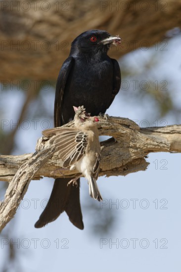 Fork-tailed drongo (Dicrurus adsimilis), adult, sitting on a branch, eating, a sociable weaver (Philetairus socius) as prey, Kgalagadi Transfrontier Park, Northern Cape, South Africa