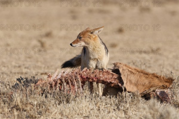 Black-backed jackal (Lupulella mesomelas), adult, standing near the carcass of a common eland (Taurotragus oryx), looking around, alert, Kgalagadi Transfrontier Park, Northern Cape, South Africa