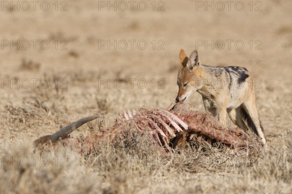 Black-backed jackal (Lupulella mesomelas), adult, feeding on skin and carcass of a common eland (Taurotragus oryx), Kgalagadi Transfrontier Park, Northern Cape, South Africa
