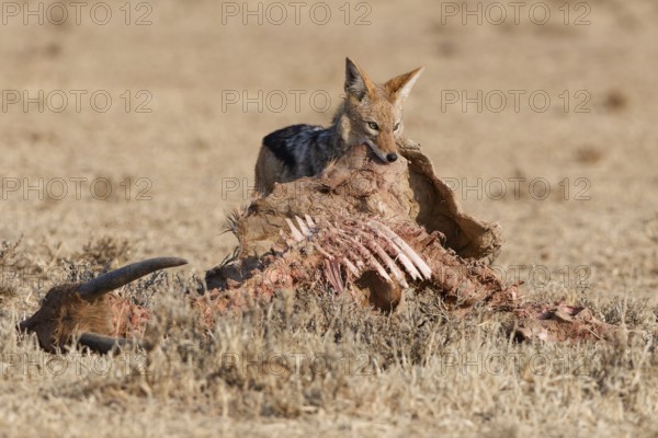 Black-backed jackal (Lupulella mesomelas), adult, alert, feeding on skin and carcass of a common eland (Taurotragus oryx), Kgalagadi Transfrontier Park, Northern Cape, South Africa