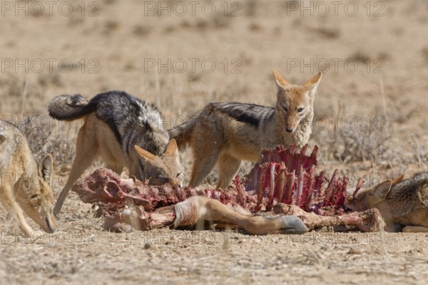 Black-backed jackals (Lupulella mesomelas), group of jackals, feeding on carcass of a common eland (Taurotragus oryx), Kgalagadi Transfrontier Park, Northern Cape, South Africa