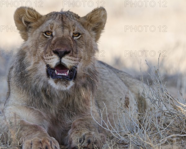 African lion (Panthera leo), young adult male lying down, resting in the shade, looking at camera, alert, animal portrait, Kgalagadi Transfrontier Park, Northern Cape, South Africa
