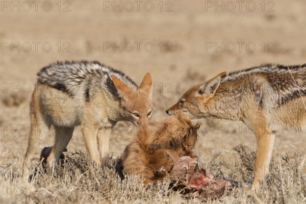 Black-backed jackals (Lupulella mesomelas), two adults, feeding on skin and carcass of a common eland (Taurotragus oryx), Kgalagadi Transfrontier Park, Northern Cape, South Africa