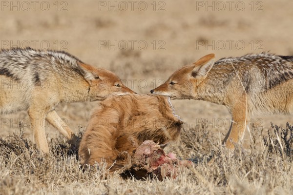 Black-backed jackals (Lupulella mesomelas), two adults, face to face, fighting over the skin and carcass of a common eland (Taurotragus oryx), Kgalagadi Transfrontier Park, Northern Cape, South Africa