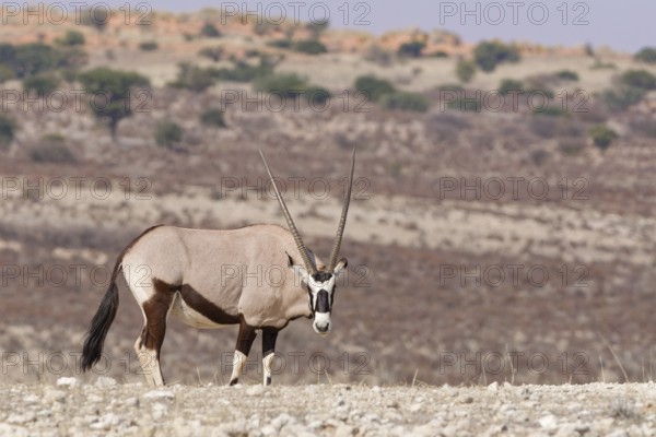 Gemsbok (Oryx gazella), adult, standing at the top of the hill, looking at camera, alert, Kgalagadi Transfrontier Park, Northern Cape, South Africa
