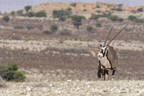 Gemsbok (Oryx gazella), adult, standing at the top of the hill, looking around, alert, Kgalagadi Transfrontier Park, Northern Cape, South Africa