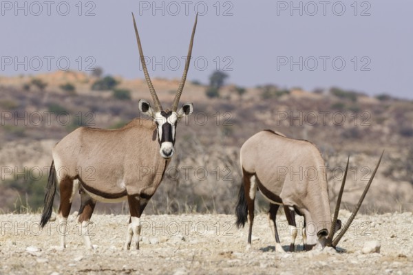 Gemsboks (Oryx gazella), two adult females standing at the top of the hill, one looking at camera, the other foraging, head in a hole, Kgalagadi Transfrontier Park, Northern Cape, South Africa