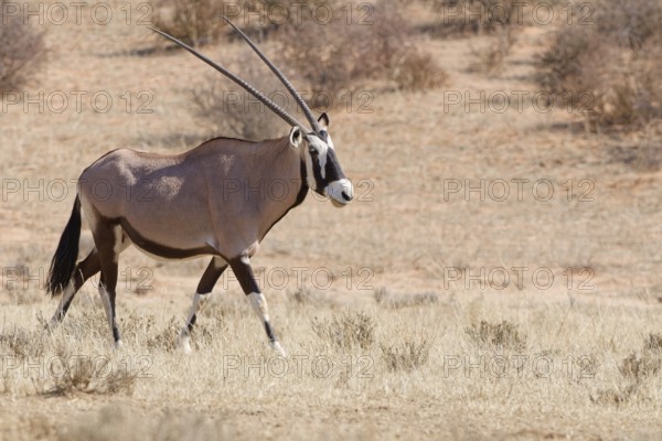 Gemsbok (Oryx gazella), adult female walking in dry grass, Kgalagadi Transfrontier Park, Northern Cape, South Africa
