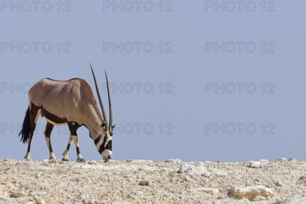 Gemsbok (Oryx gazella), adult female, standing at the top of the hill, foraging, Kgalagadi Transfrontier Park, Northern Cape, South Africa