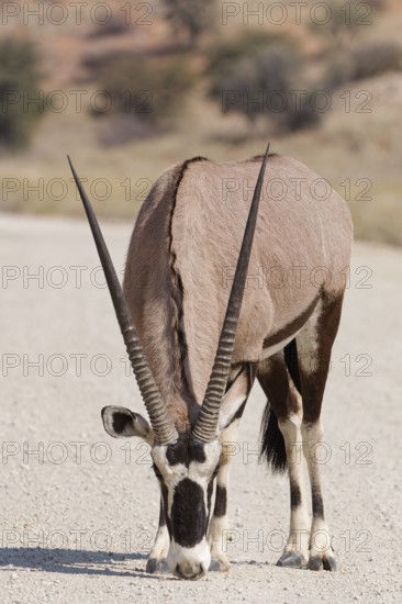 Gemsbok (Oryx gazella), young adult male, on gravel road, foraging on the ground, Kgalagadi Transfrontier Park, Northern Cape, South Africa