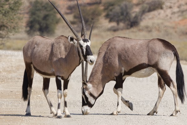 Gemsboks (Oryx gazella), young adult male and adult female, on gravel road, foraging on the ground, Kgalagadi Transfrontier Park, Northern Cape, South Africa