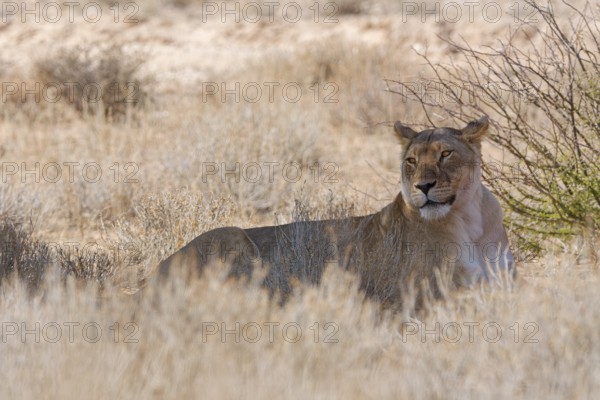 African lioness (Panthera leo), adult female resting in the shade, in tall dry grass, alert, Kgalagadi Transfrontier Park, Northern Cape, South Africa