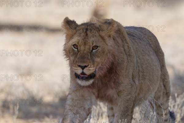 African lion (Panthera leo), young male walking in the shade, looking at camera, alert, Kgalagadi Transfrontier Park, Northern Cape, South Africa