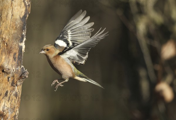 Chaffinch (Fringilla coelebs) male in flight, approach to forage wood, winter feeding, Allgäu, Bavaria, Germany, Allgäu, Bavaria, Germany