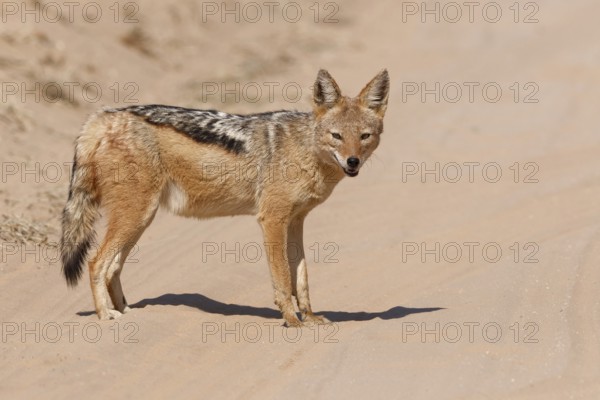 Black-backed jackal (Lupulella mesomelas), adult, standing on the sandy road, alert, Kgalagadi Transfrontier Park, Northern Cape, South Africa