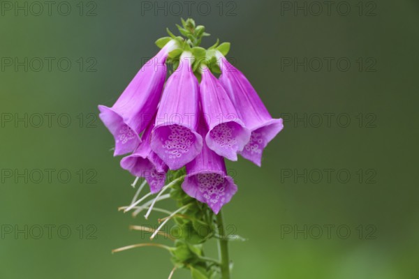 Red foxglove (Digitalis purpurea), close-up against a blurred green background, Hesse, Germany
