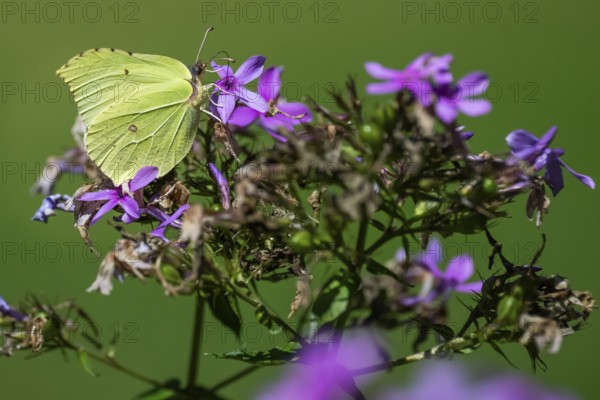 Lemon butterfly (Gonepteryx rhamni) sits on purple flowers of a flame flower or phlox, Finland