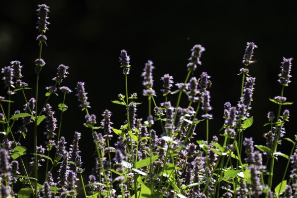East Asian giant hyssop (Agastache rugosa), also Korean mint, Finland