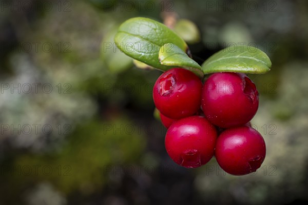 Ripe red shiny cranberries (Vaccinium vitis-idaea), forest, Sweden