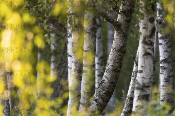 Birch stems through yellow leaves, birch (Betula), forest, Sweden