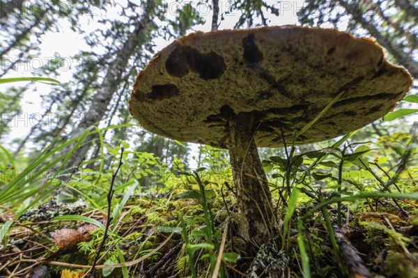 Large mushroom on moss-covered forest floor, forest near Sunne, Sweden