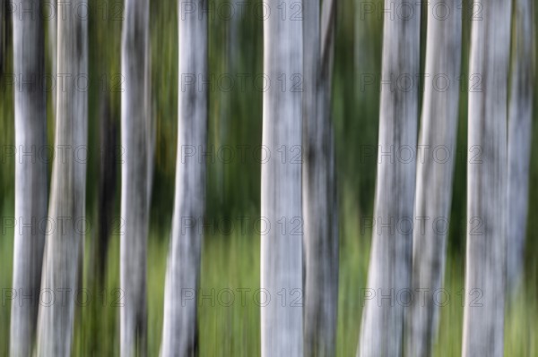 Birch trunks, white bark, birch (Betula), wiping, forest, Sweden