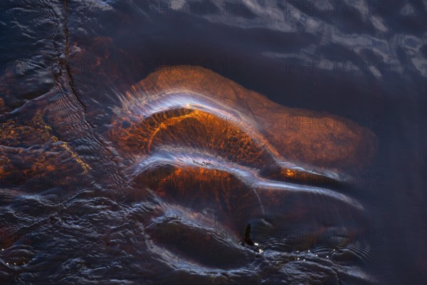 Detail, orange-brown glowing stone in a stream, forest, near Sunne, Sweden