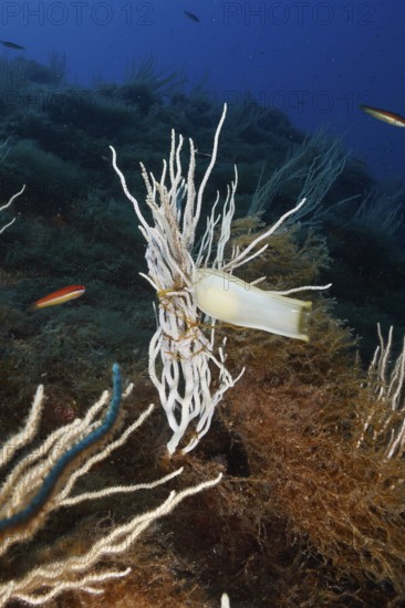 Egg capsule of large spotted cat shark (Scyliorhinus stellaris) attached to white gorgony (Eunicella singularis) in the Mediterranean near Hyères, Giens peninsula diving site, Porquerolles, Provence, Côte d'Azur, France