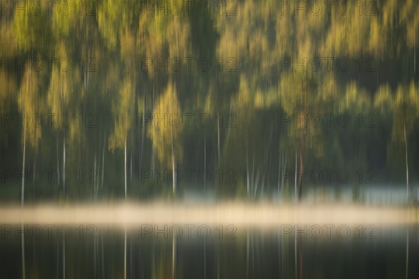 Rising fog, birch trees, lakeside, lake, forest, wipe, near Sunne, Sweden
