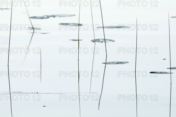 Seagrass is reflected on still water surface, lake, near Sunne, Sweden