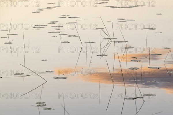 Seagrass and evening clouds are reflected on still water surface, lake, near Sunne, Sweden