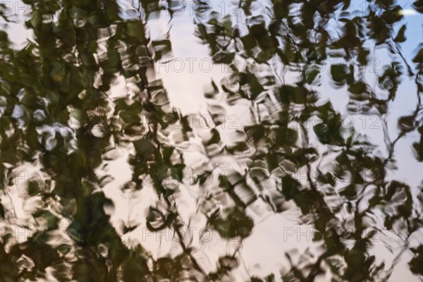 Leaves are reflected on still water surface, lake, near Sunne, Sweden