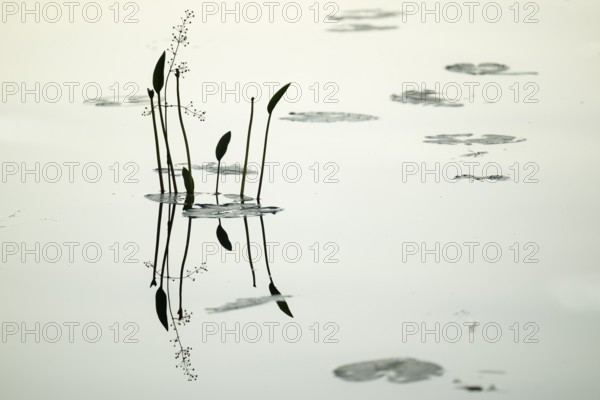 Water plant reflected on still water surface, lake, near Sunne, Sweden