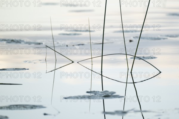 Seagrass reflected on still water surface, lake, near Sunne, Sweden