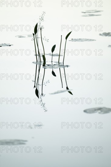 Water plant reflected on still water surface, lake, near Sunne, Sweden