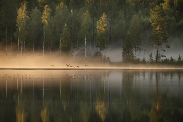 Small group of geese flying, rising fog in evening light, forest lake, near Sunne, Sweden