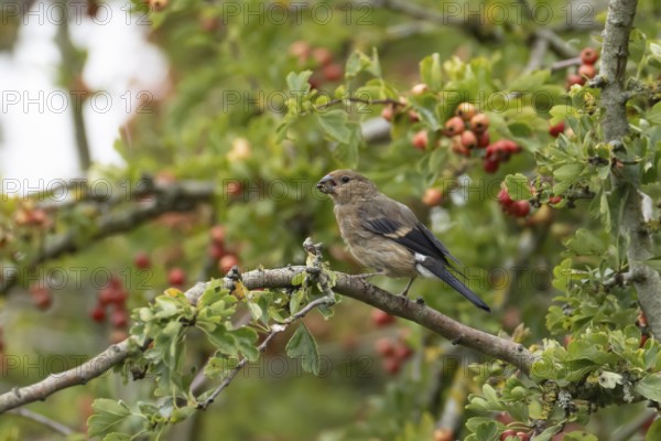 Eurasian bullfinch (Pyrrhula pyrrhula) juvenile bird in a hawthorn hedgerow with red berries in summer, England, United Kingdom