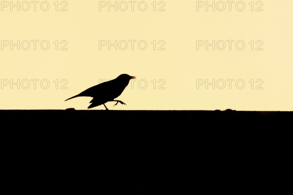Eurasian blackbird (Turdus merula) silhouette of an adult bird running along an urban house roof at sunset England, United Kingdom