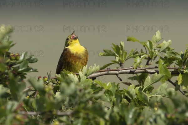 Yellowhammer (Emberiza citrinella) adult male bird singing in a hedgerow in summer, England, United Kingdom