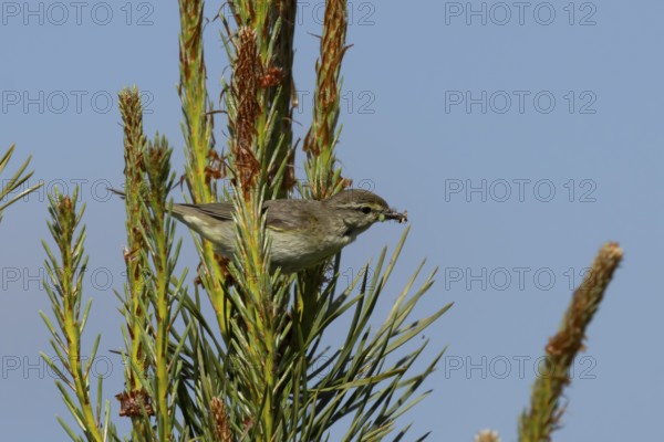 Garden warbler (Sylvia borin) adult bird in a hedgerow with insects for food in its beak in summer, England, United Kingdom