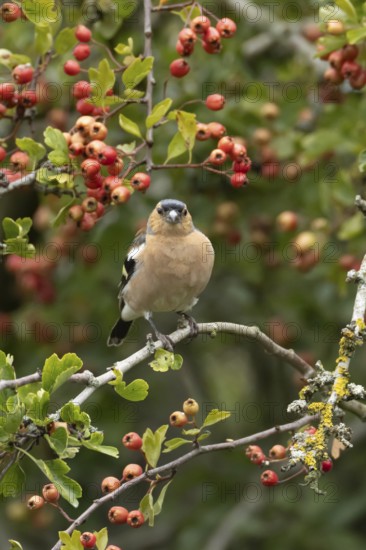 Eurasian chaffinch (Fringilla coelebs) adult male bird in a hawthorn hedgerow with red berries in summer, England, United Kingdom